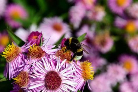 Imagen Gratis Hoja P Talo Flor Naturaleza Polen Abejorro Verano