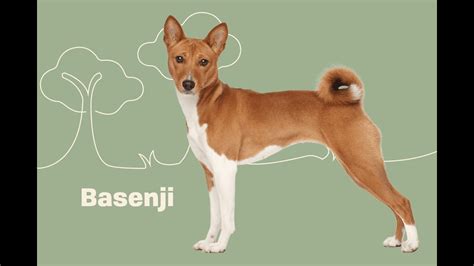 Datos Importantes Sobre La Raza Basenji Youtube