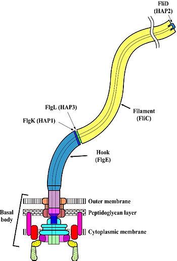 Flagella, bacterial - Proteopedia, life in 3D