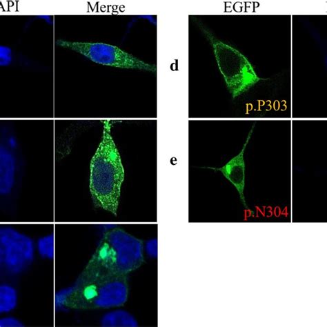 Subcellular Localization Of Wt And Mut Kdf1 In Hek293t Cells Wild Type Download Scientific