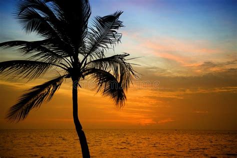 Las Palmeras Siluetean En La Playa Tropical De La Puesta Del Sol Puesta