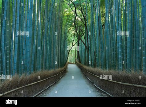 Bamboo Forest, Sagano, Kyoto, Japan Stock Photo - Alamy