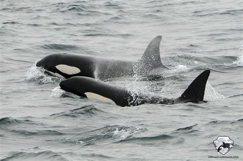 Orca Pods In The Wild