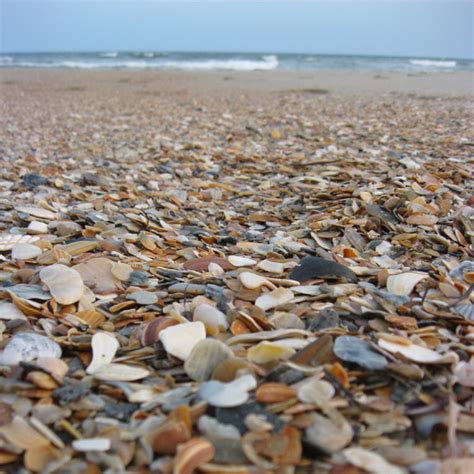 Best Shelling Beaches In North Carolinas Outer Banks Emerald Isle Realty