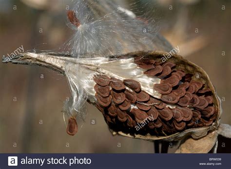 Common Milkweed Seeds Being Dispersed From Pod By Wind Asclepias