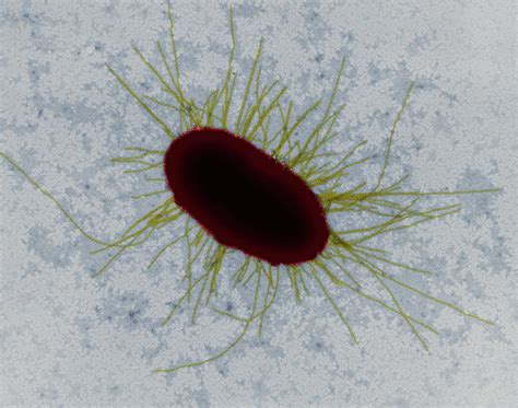 E Coli With Fimbriae Photograph By Dennis Kunkel Microscopy Science Photo Library Pixels