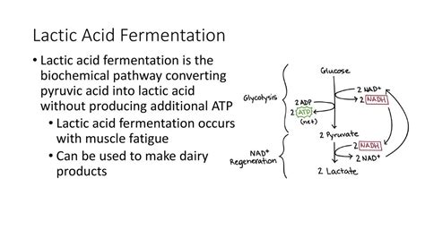 Cell Respiration And Fermentation Ppt Download