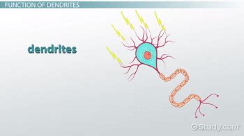 Dendrite | Definition, Function & Dysfunction - Lesson | Study.com