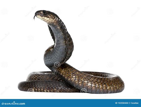 Egyptian Cobra Naja Haje Stock Photo Image Of Naja 10350444