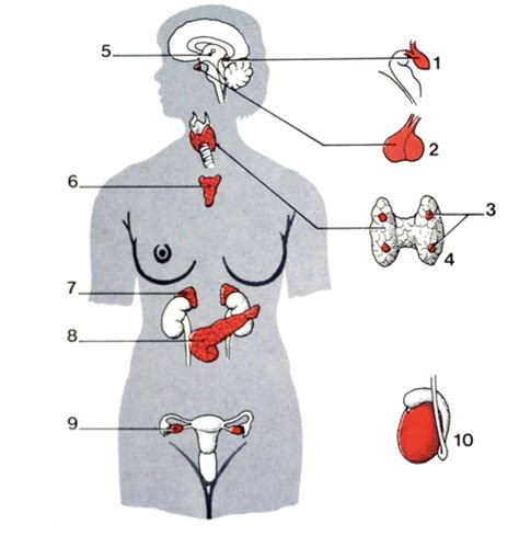 1 Anatomie du système endocrinien Flashcards Quizlet