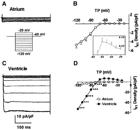 A And C Representative Recordings Of Inward Rectifier K Current Ik