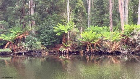 Dicksonia Antartica Soft Tree Fern Or Man Fern Reflect Flickr