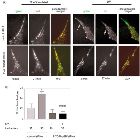 PDZ RhoGEF Is Required For LPA Induction Of Adhesion Movement A