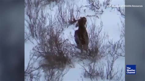 Moose Sheds Antler In Utah Snow The Weather Channel