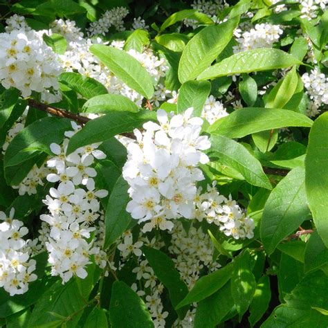 Bird Cherry Prunus Padus Flowers And Leaves Hedges Direct Blog