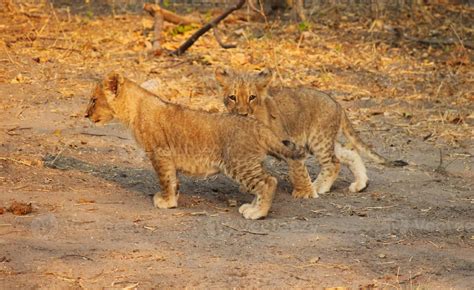 Two lion cubs 13449166 Stock Photo at Vecteezy