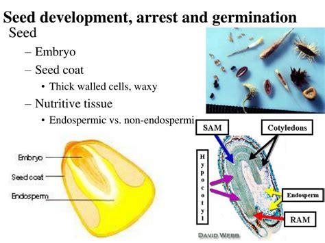 Ppt Seed Development Arrest And Germination Powerpoint Presentation