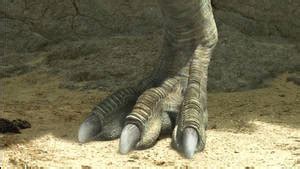 Kung Fu Dino Posse-Skor Foot by GiuseppeDiRosso on DeviantArt