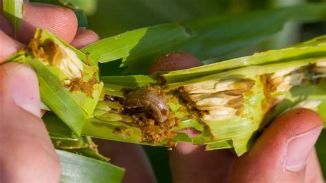 The Best Insecticide For Armyworms What You Need To Know Pesticontrol