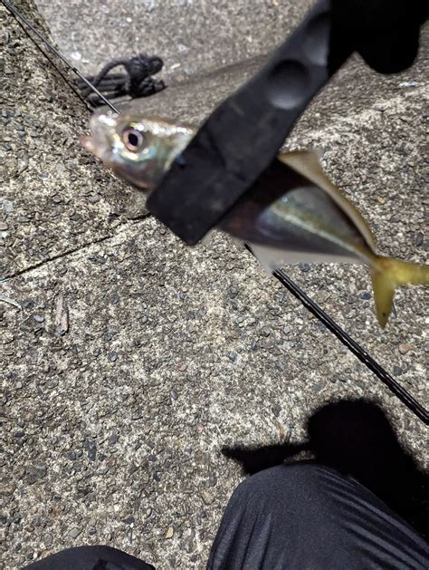 陸っぱり釣行記 三重県 尾鷲～大曽根浦 アジング タチウオ 陸っぱり 釣り・魚釣り 釣果情報サイト カンパリ