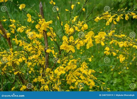 Cytisus Scoparius Common Broom Or Scotch Broom Yellow Flowers Closeup