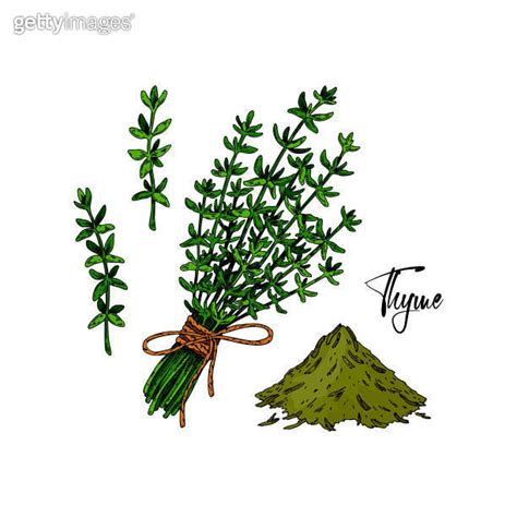 Set Of Hand Drawn Thyme Branches In Bloom And Homeopathic And