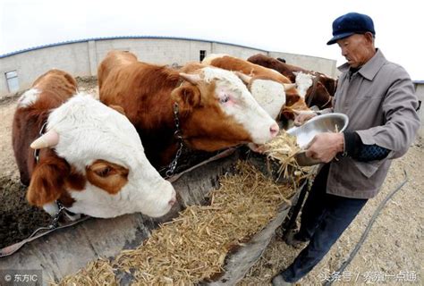 肉牛養殖常用十種飼料特點及調製六法 每日頭條