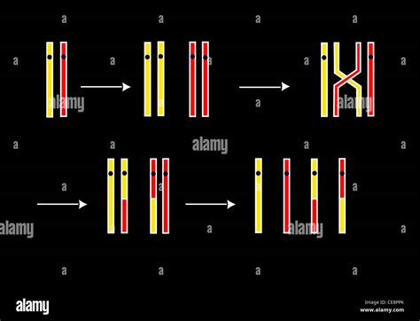 Zwei Chromosomen Fotos Und Bildmaterial In Hoher Aufl Sung Alamy