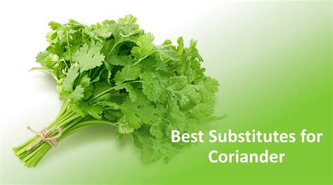 Coriander Substitute: 5 Suitable Alternatives For Flavor & Texture