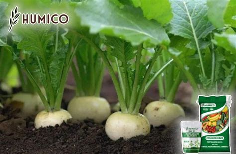 Leonardite Potassium Humate Fertilizer: A Comprehensive Guide - Humico