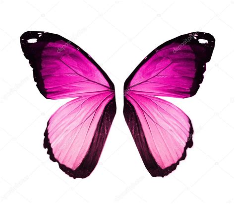 Morpho violet pink butterfly wings, isolated on white — Stock Photo © sun_tiger #27638217