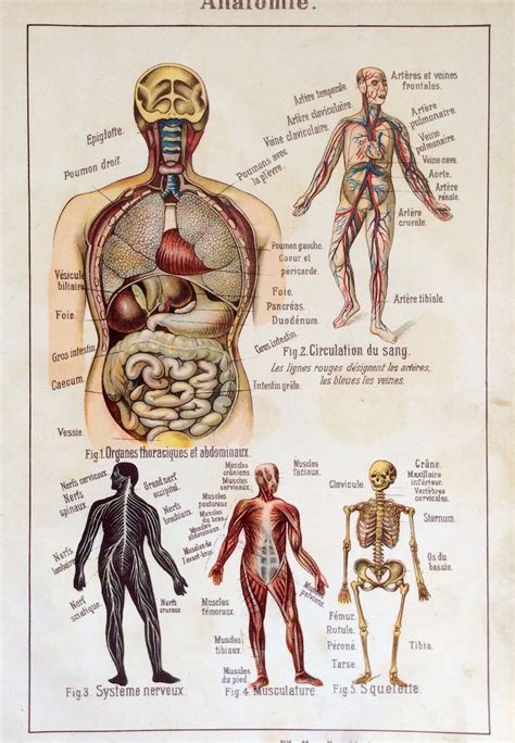 Antique Print French Anatomy Bookplate Print 1900s Dissection LUNGS