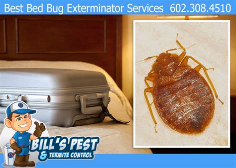 Bed Bug Treatment Cave Creek Az Best Bed Bug Exterminators