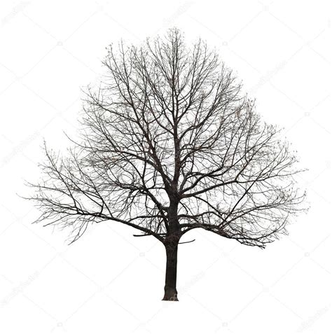 Naked Tree On White Stock Photo Oleksii Bozhko Gmail 97101314