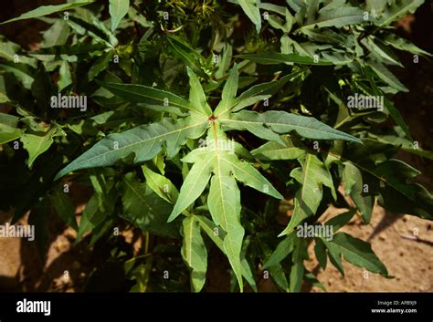 Okra Leaf