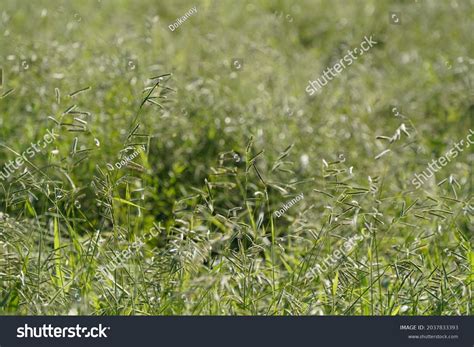 Paspalum Urvillei