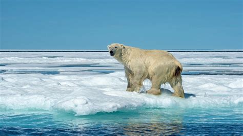 Ces Ours Polaires Ont R Ussi S Adapter Au Changement Climatique