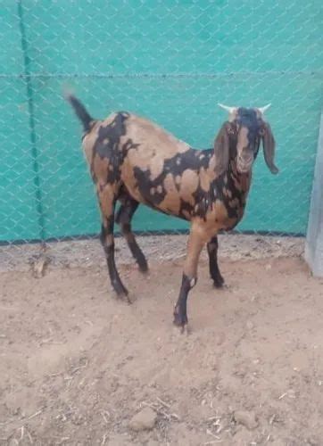 2 Year Brown Sirohi Female Bakri Milk Weight 25kg At Rs 230kg In Ajmer