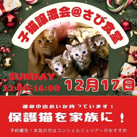 12月17日開催！岐阜県最大級 子猫＆保護猫譲渡会！保護猫に「家族」というクリスマスプレゼントを🎄 ネコリパブリック｜日本の猫の殺処分をゼロに！