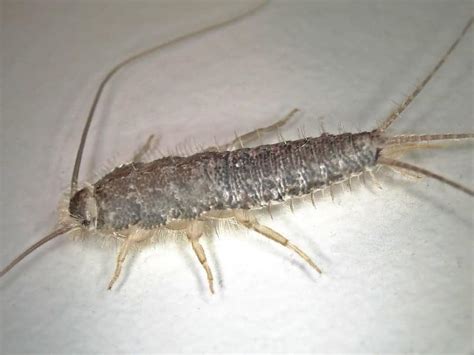 Silverfish Invasion How Do You Know If You Have An Infestation Pest