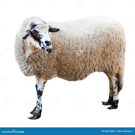 Sheep. Isolated over white stock photo. Image of furry - 40131800