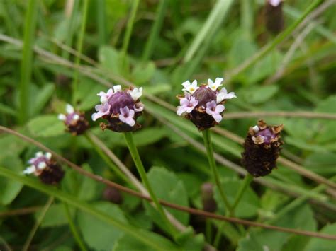 Phyla Nodiflora Formerly Lippia Nodiflora Creeping Frogfruit