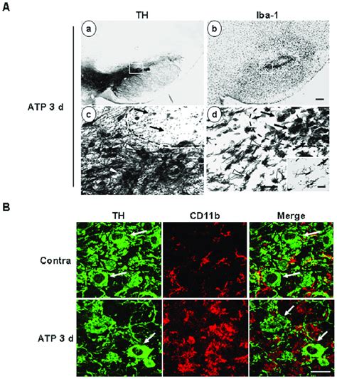 Th Dopaminergic Neurons Are Healthy In The Area Where Iba Cells