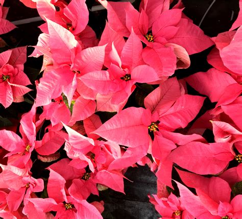 Poinsettias And Holiday Flowers Michaels Greenhouses