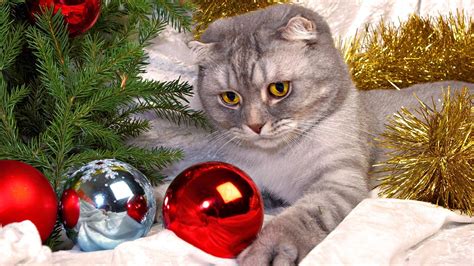 Cute Cat And Dog Christmas Wallpaper - Pets Lovers