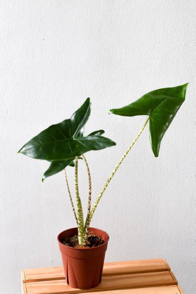 Alocasia Zebrina From The Naked Collection PINE SG