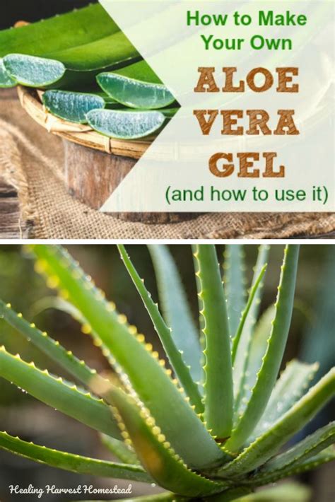 How To Make Your Own Aloe Vera Gel And 8 Ways To Use It — All Posts Healing Harvest Homestead