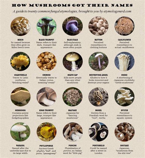 Cool Facts About Mushrooms