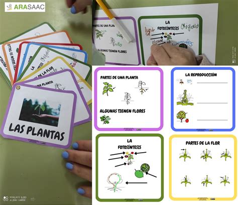 Adaptaci N Curricular Eso Flipbook Las Plantas Arasaac Hot Sex