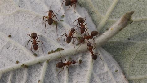 large yellow ants beating on small Stock Footage Video (100% Royalty ...